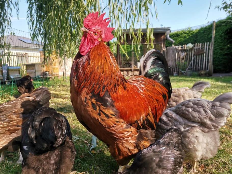 Fewo "Am Bienenstock" In Dallgow-Doberitz Dış mekan fotoğraf