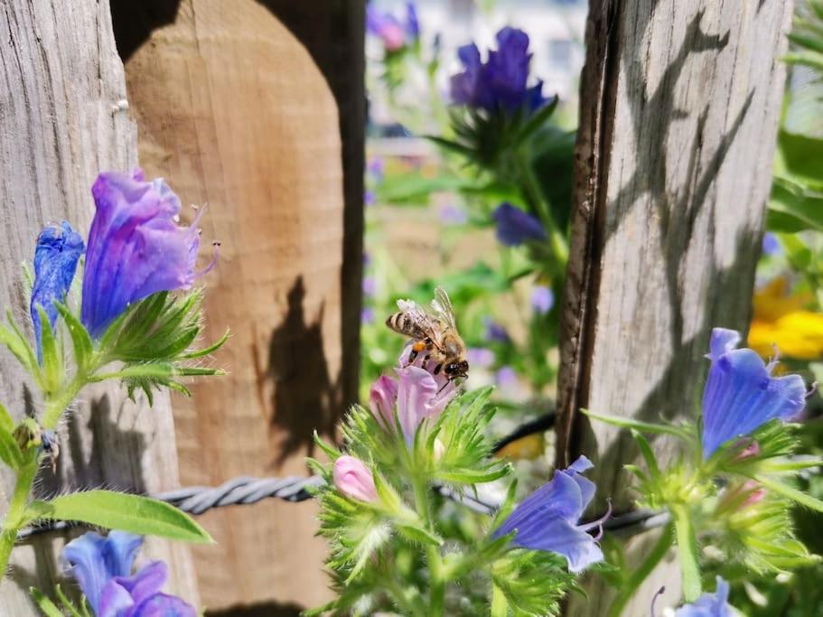 Fewo "Am Bienenstock" In Dallgow-Doberitz Dış mekan fotoğraf